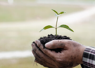 Someone holding a plant with soil