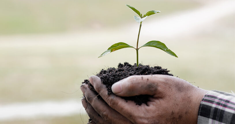 Someone holding a plant with soil