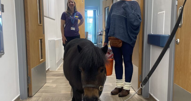 Patrick the pony with staff on Beech Ward.