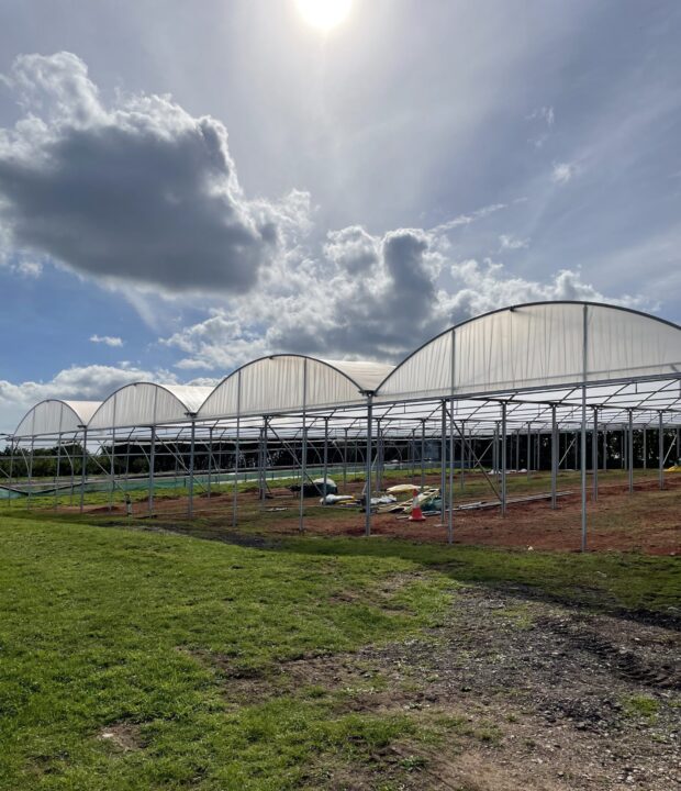 New polytunnel looking great in the sunshine.