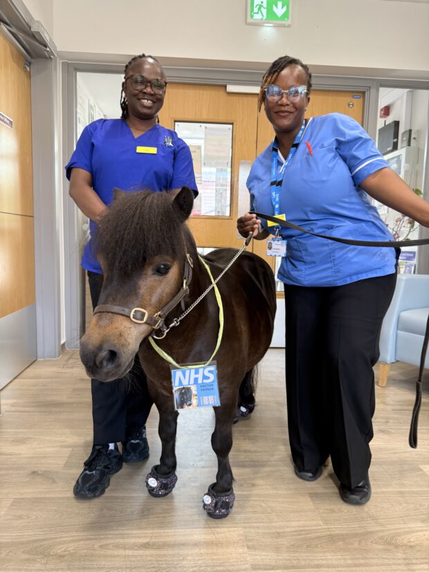 2 staff members with Patrick the Pony on Beech Ward.