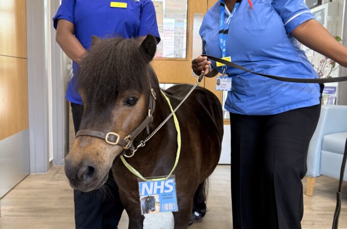 2 staff members with Patrick the Pony on Beech Ward.