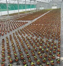 Picture of the plants inside the new poly-tunnel growing,